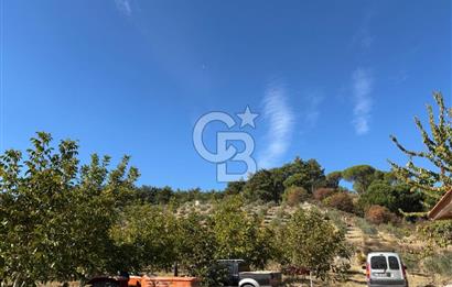 Manisa Gördes 37 Dönüm Anahtar Teslim Ceviz Zeytin Çiftliği