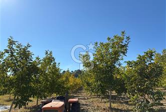 Manisa Gördes 37 Dönüm Anahtar Teslim Ceviz Zeytin Çiftliği - 5 - 310908