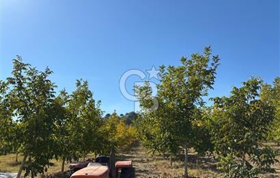 Manisa Gördes 37 Dönüm Anahtar Teslim Ceviz Zeytin Çiftliği