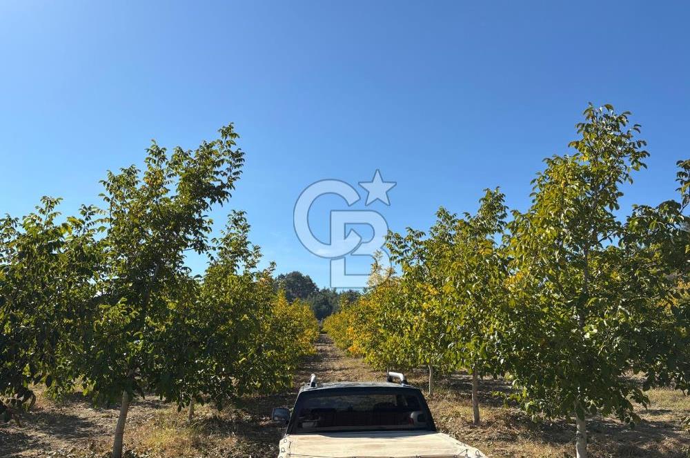 Manisa Gördes 37 Dönüm Anahtar Teslim Ceviz Zeytin Çiftliği