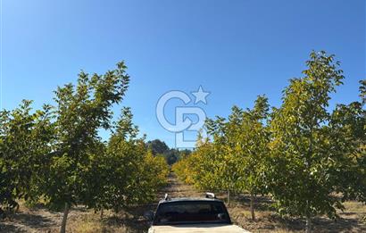 Manisa Gördes 37 Dönüm Anahtar Teslim Ceviz Zeytin Çiftliği