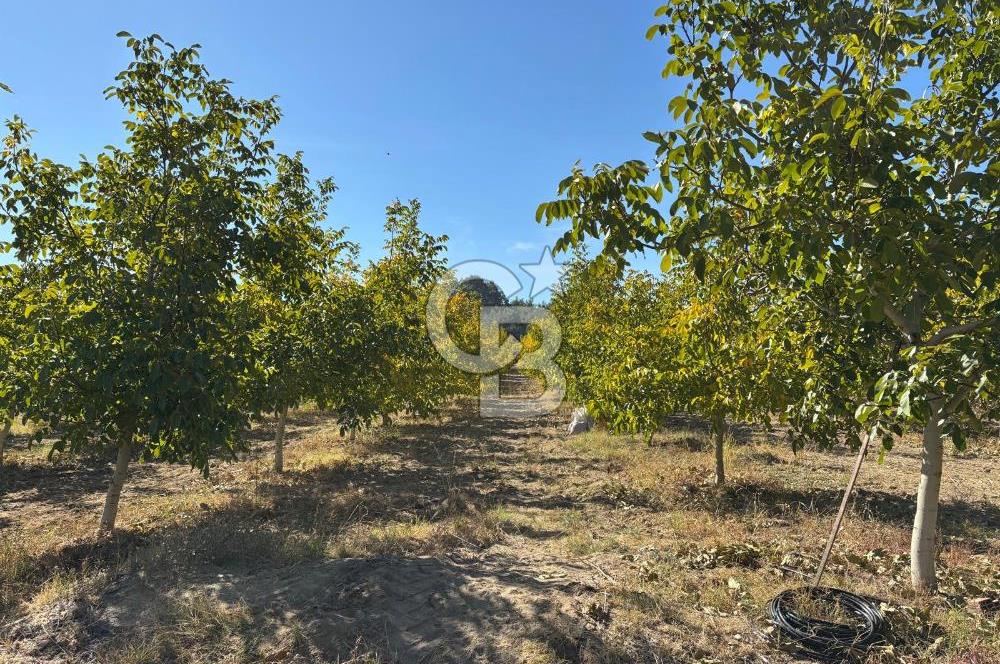 Manisa Gördes 37 Dönüm Anahtar Teslim Ceviz Zeytin Çiftliği