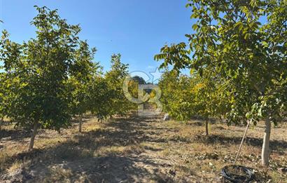 Manisa Gördes 37 Dönüm Anahtar Teslim Ceviz Zeytin Çiftliği