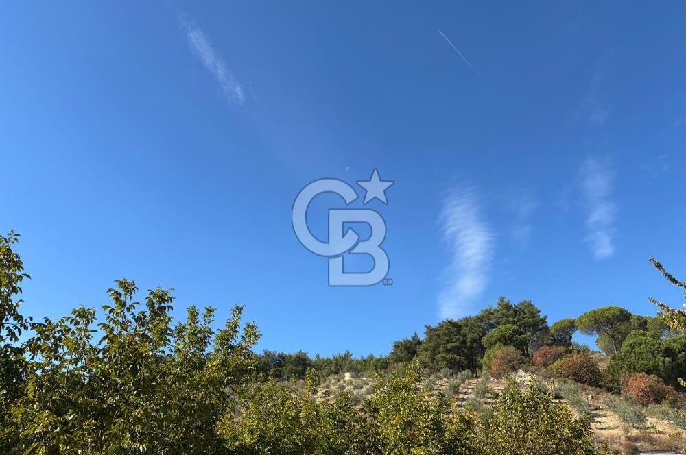 Manisa Gördes 37 Dönüm Anahtar Teslim Ceviz Zeytin Çiftliği