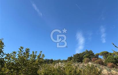 Manisa Gördes 37 Dönüm Anahtar Teslim Ceviz Zeytin Çiftliği