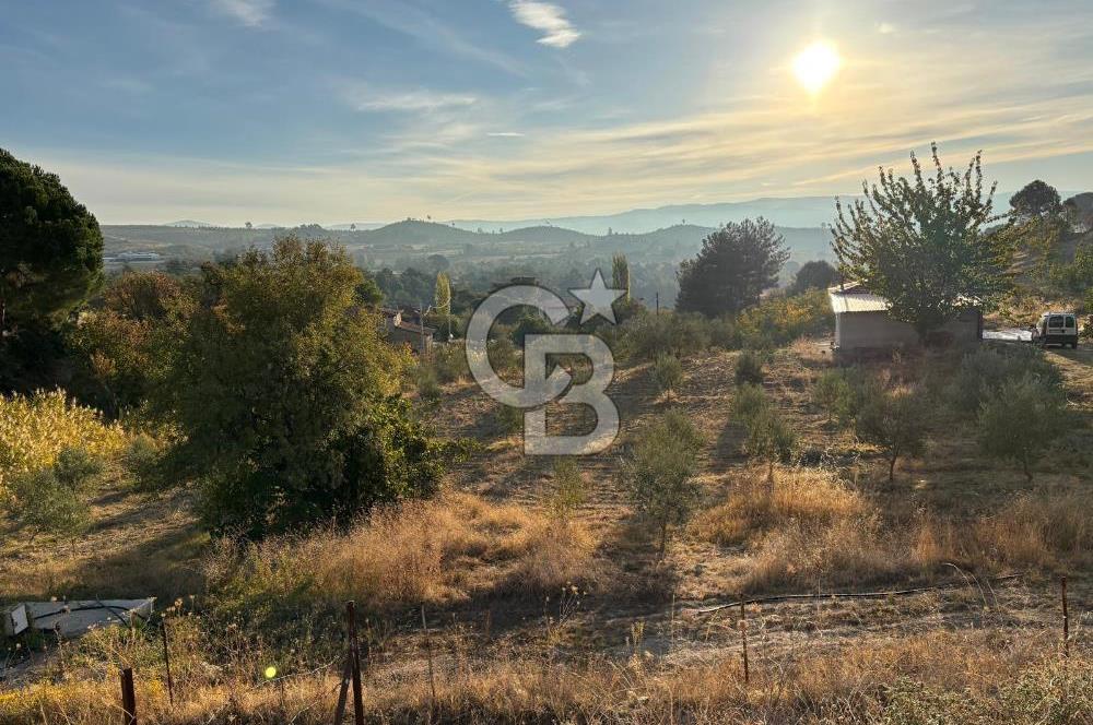 Manisa Gördes 37 Dönüm Anahtar Teslim Ceviz Zeytin Çiftliği