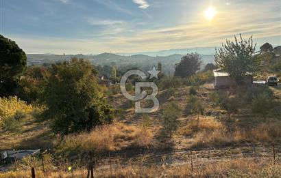 Manisa Gördes 37 Dönüm Anahtar Teslim Ceviz Zeytin Çiftliği