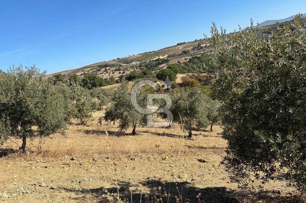 Manisa Gördes 37 Dönüm Anahtar Teslim Ceviz Zeytin Çiftliği