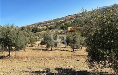 Manisa Gördes 37 Dönüm Anahtar Teslim Ceviz Zeytin Çiftliği