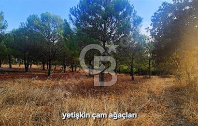 ÇANAKKALE/MERKEZ SALİHLERDE KÖYE 100M.4869M² FISTIK ÇAMI BAHÇESİ