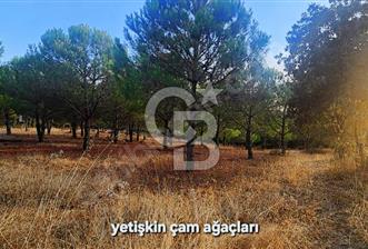 ÇANAKKALE/MERKEZ SALİHLERDE KÖYE 100M.4869M² FISTIK ÇAMI BAHÇESİ