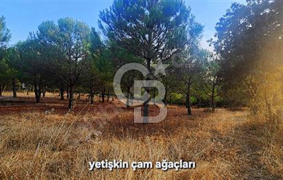 ÇANAKKALE/MERKEZ SALİHLERDE KÖYE 100M.4869M² FISTIK ÇAMI BAHÇESİ