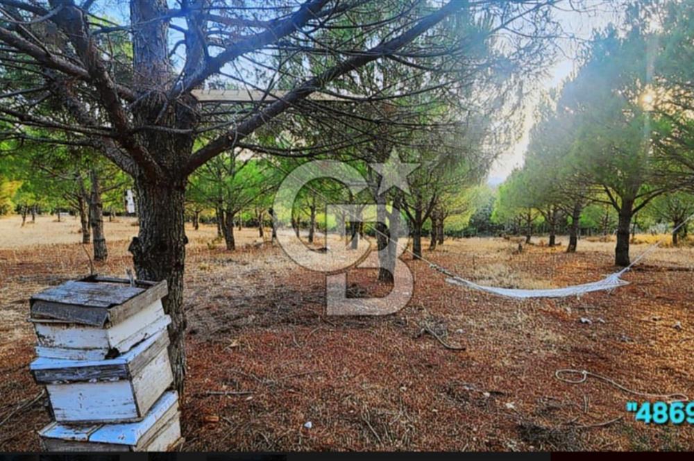 ÇANAKKALE/MERKEZ SALİHLERDE KÖYE 100M.4869M² FISTIK ÇAMI BAHÇESİ