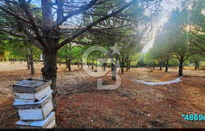 ÇANAKKALE/MERKEZ SALİHLERDE KÖYE 100M.4869M² FISTIK ÇAMI BAHÇESİ