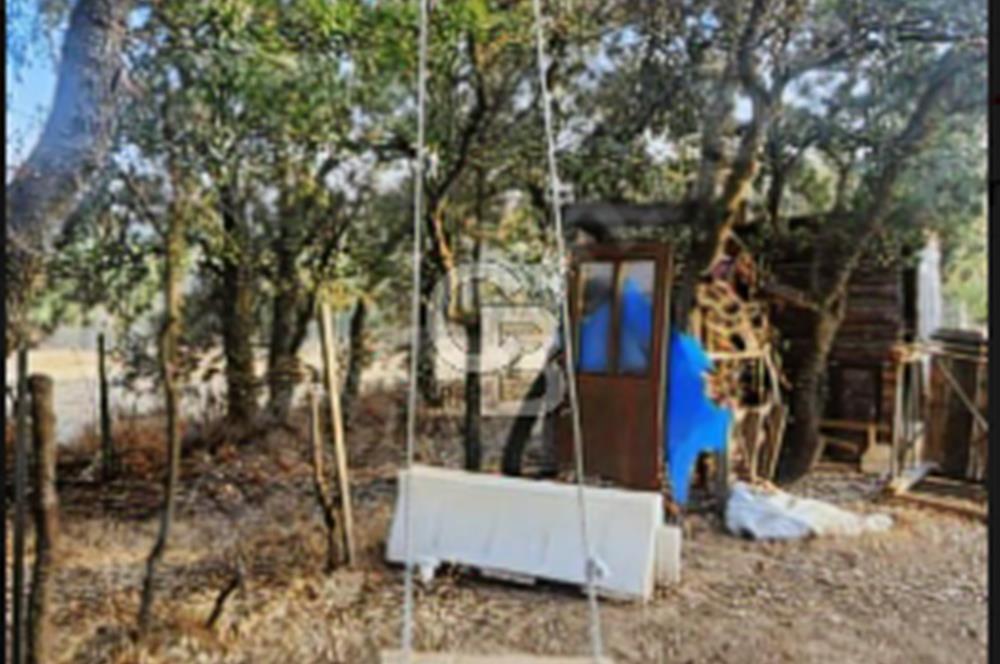 ÇANAKKALE/MERKEZ SALİHLERDE KÖYE 100M.4869M² FISTIK ÇAMI BAHÇESİ