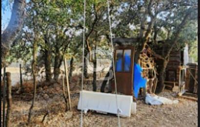 ÇANAKKALE/MERKEZ SALİHLERDE KÖYE 100M.4869M² FISTIK ÇAMI BAHÇESİ