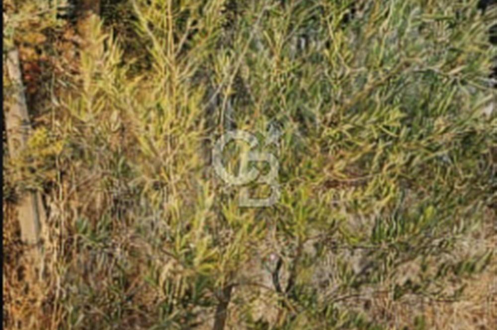 ÇANAKKALE/MERKEZ SALİHLERDE KÖYE 100M.4869M² FISTIK ÇAMI BAHÇESİ