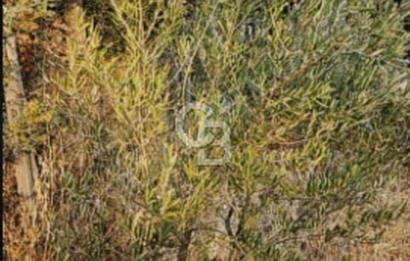 ÇANAKKALE/MERKEZ SALİHLERDE KÖYE 100M.4869M² FISTIK ÇAMI BAHÇESİ