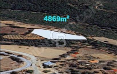 ÇANAKKALE/MERKEZ SALİHLERDE KÖYE 100M.4869M² FISTIK ÇAMI BAHÇESİ