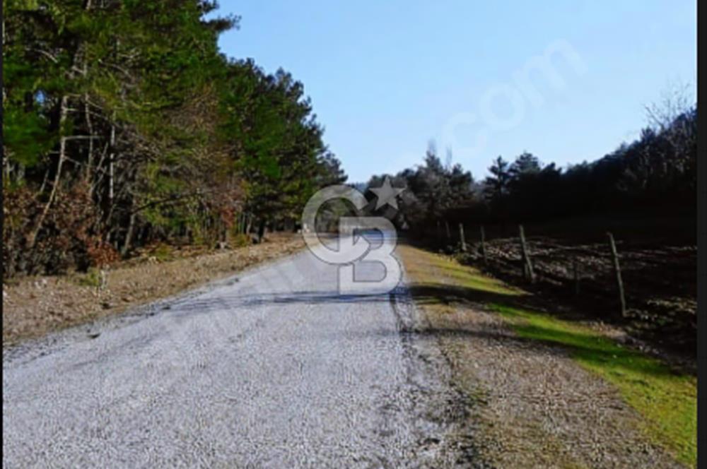 ÇANAKKALE/MERKEZ SALİHLERDE KÖYE 100M.4869M² FISTIK ÇAMI BAHÇESİ