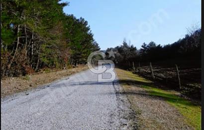 ÇANAKKALE/MERKEZ SALİHLERDE KÖYE 100M.4869M² FISTIK ÇAMI BAHÇESİ