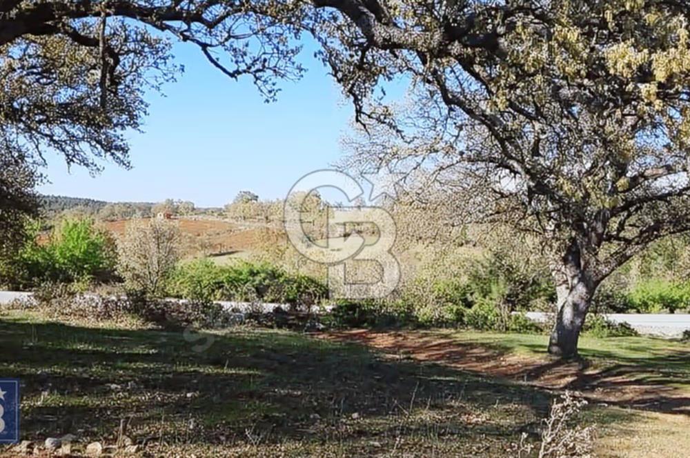 ÇANAKKALE/MERKEZ SALİHLERDE KÖYE 100M.4869M² FISTIK ÇAMI BAHÇESİ