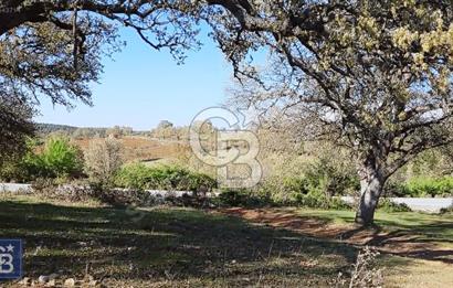 ÇANAKKALE/MERKEZ SALİHLERDE KÖYE 100M.4869M² FISTIK ÇAMI BAHÇESİ