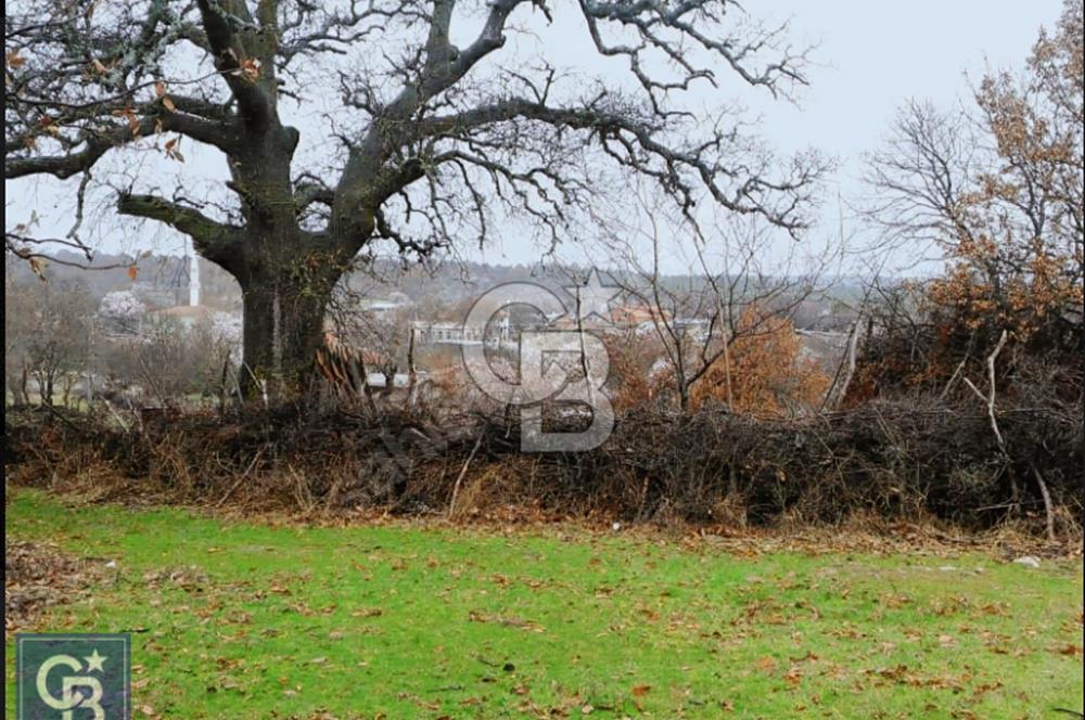 ÇANAKKALE/MERKEZ SALİHLERDE KÖYE 100M.4869M² FISTIK ÇAMI BAHÇESİ