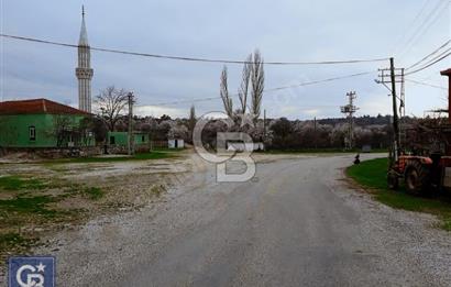 ÇANAKKALE/MERKEZ SALİHLERDE KÖYE 100M.4869M² FISTIK ÇAMI BAHÇESİ