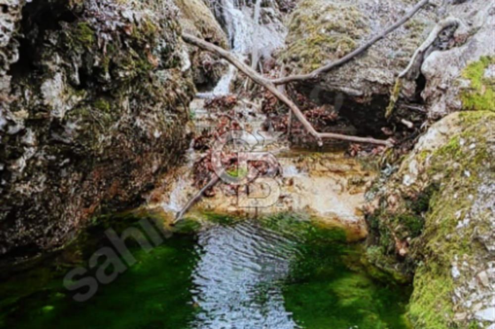 ÇANAKKALE/MERKEZ SALİHLERDE KÖYE 100M.4869M² FISTIK ÇAMI BAHÇESİ