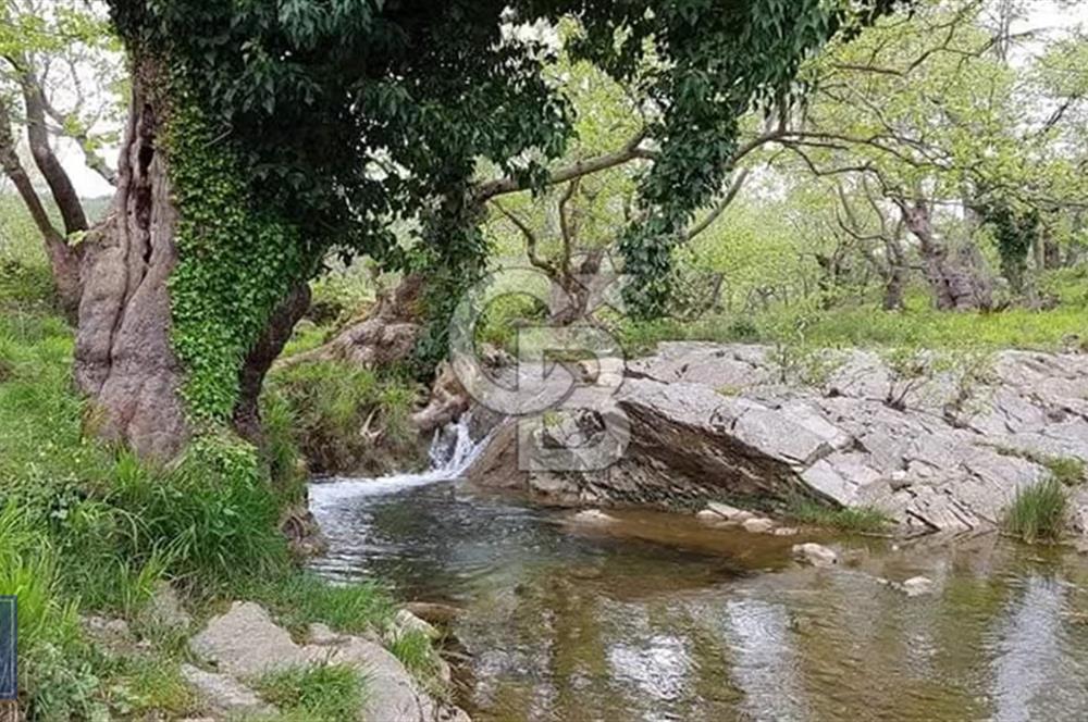 ÇANAKKALE/MERKEZ SALİHLERDE KÖYE 100M.4869M² FISTIK ÇAMI BAHÇESİ