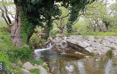 ÇANAKKALE/MERKEZ SALİHLERDE KÖYE 100M.4869M² FISTIK ÇAMI BAHÇESİ