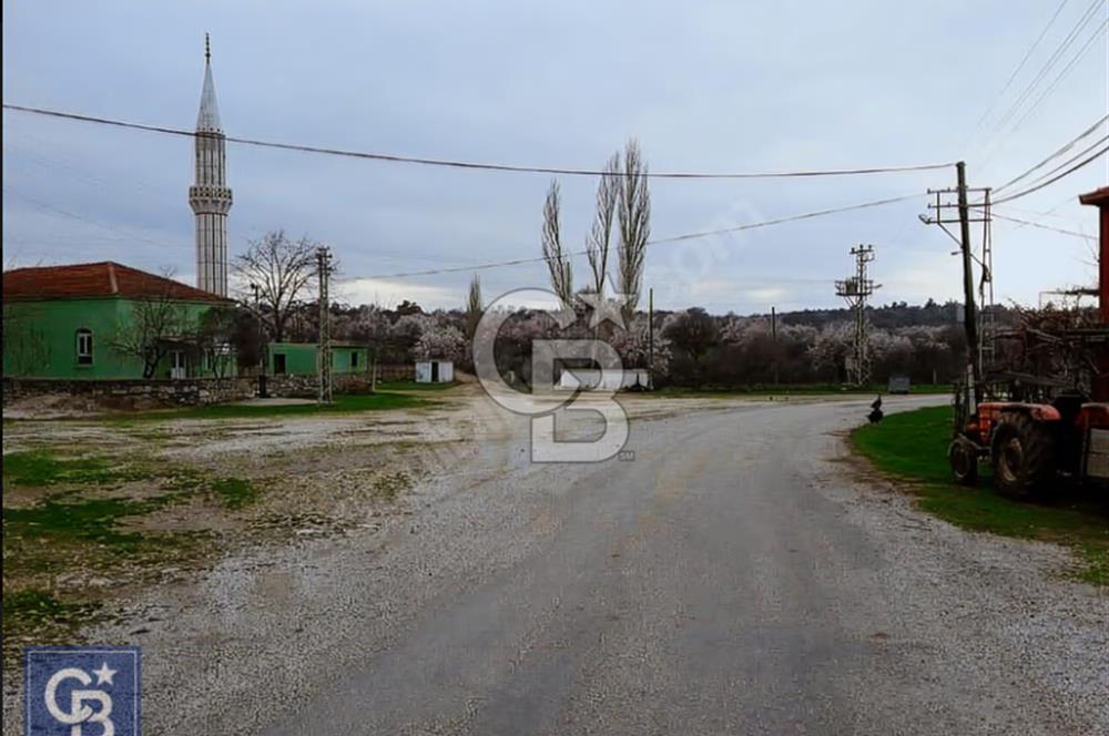 ÇANAKKALE/MERKEZ SALİHLERDE KÖYE 100M.4869M² FISTIK ÇAMI BAHÇESİ