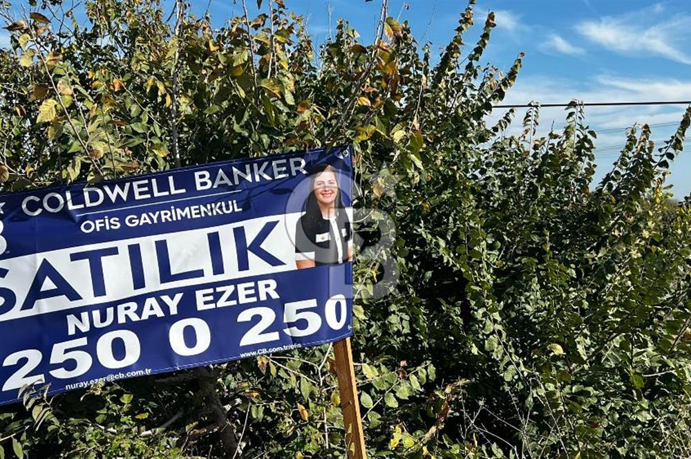 Muradiye' de Celal Bayar Üniversitesi yanında satılık tarla