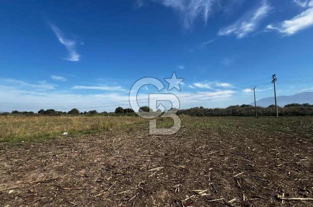 Muradiye' de Celal Bayar Üniversitesi yanında satılık tarla