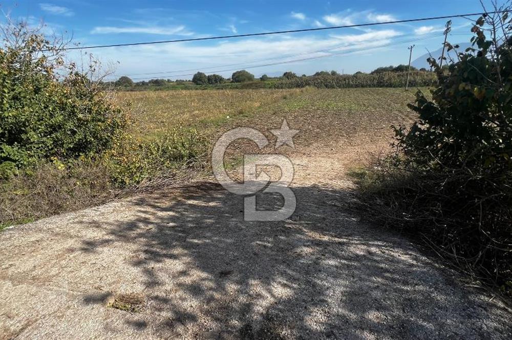 Muradiye' de Celal Bayar Üniversitesi yanında satılık tarla