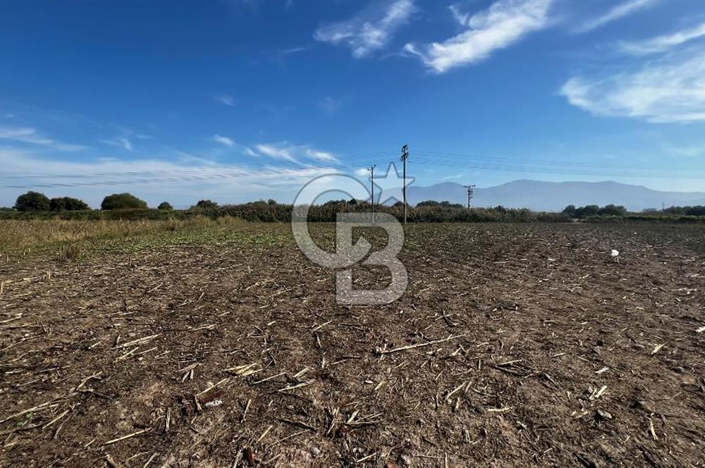 Muradiye' de Celal Bayar Üniversitesi yanında satılık tarla