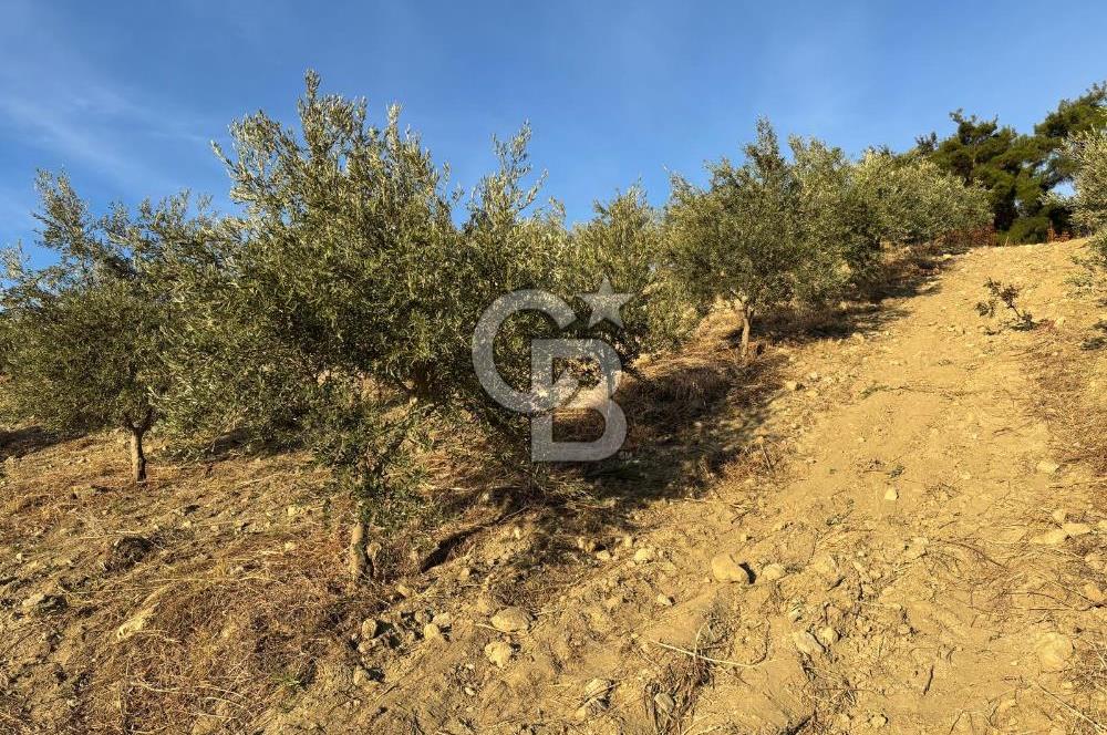 Manisa Gördes 37 Dönüm Anahtar Teslim Ceviz Zeytin Çiftliği