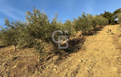 Manisa Gördes 37 Dönüm Anahtar Teslim Ceviz Zeytin Çiftliği