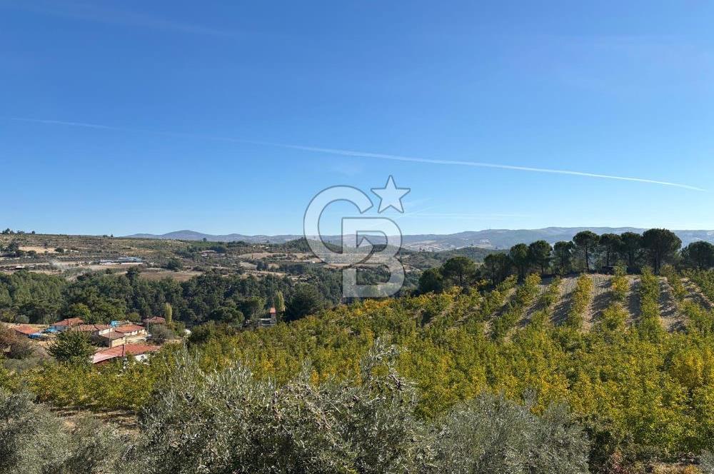 Manisa Gördes 37 Dönüm Anahtar Teslim Ceviz Zeytin Çiftliği