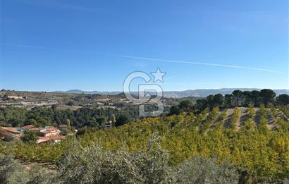 Manisa Gördes 37 Dönüm Anahtar Teslim Ceviz Zeytin Çiftliği