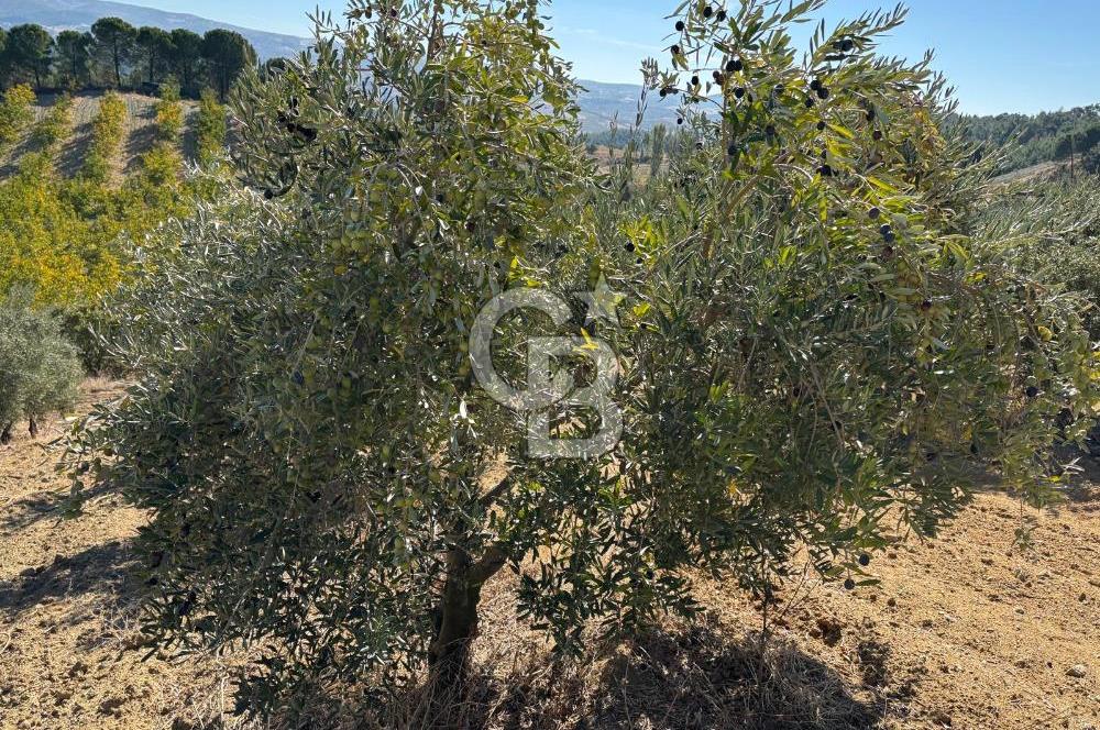 Manisa Gördes 37 Dönüm Anahtar Teslim Ceviz Zeytin Çiftliği