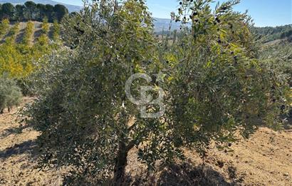 Manisa Gördes 37 Dönüm Anahtar Teslim Ceviz Zeytin Çiftliği