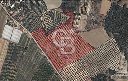 MUĞLA SEYDİKEMER EŞEN DE 37.968 m²