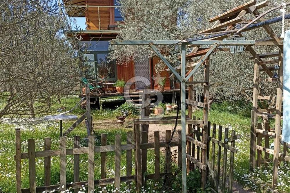 MENDERES COLDWELL BANKER POYRAZ'DAN TEK TAPULU ZEYTİNLİK