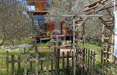 MENDERES COLDWELL BANKER POYRAZ'DAN TEK TAPULU ZEYTİNLİK