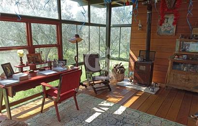 MENDERES COLDWELL BANKER POYRAZ'DAN TEK TAPULU ZEYTİNLİK