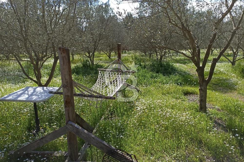 MENDERES COLDWELL BANKER POYRAZ'DAN TEK TAPULU ZEYTİNLİK