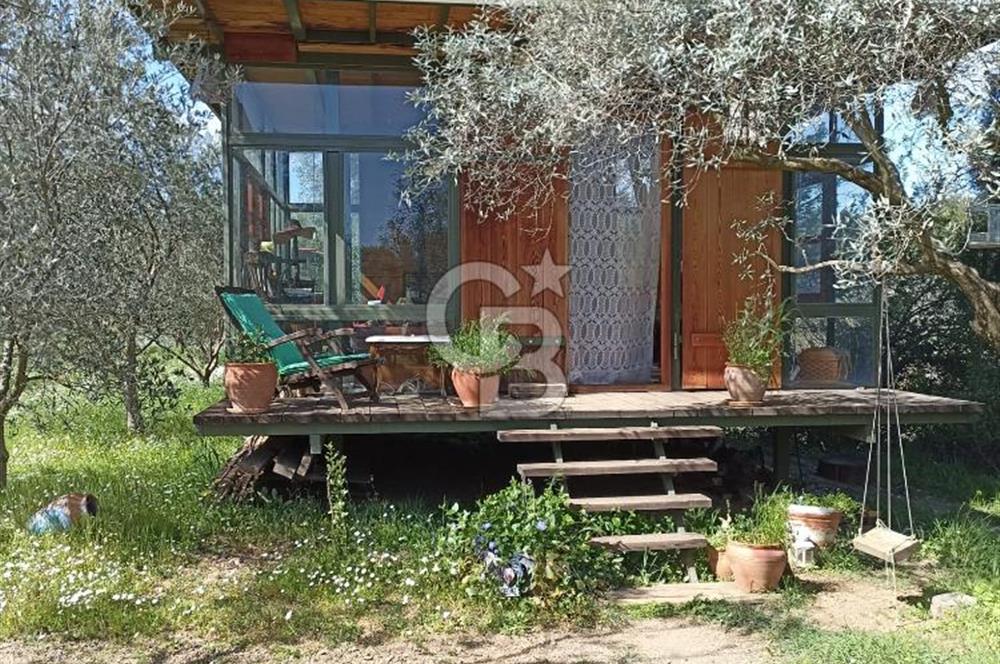 MENDERES COLDWELL BANKER POYRAZ'DAN TEK TAPULU ZEYTİNLİK