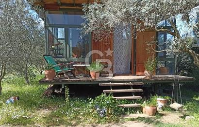 MENDERES COLDWELL BANKER POYRAZ'DAN TEK TAPULU ZEYTİNLİK